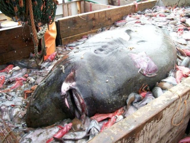 Unusual catch (3 pics) Unusual catch (3 pics)