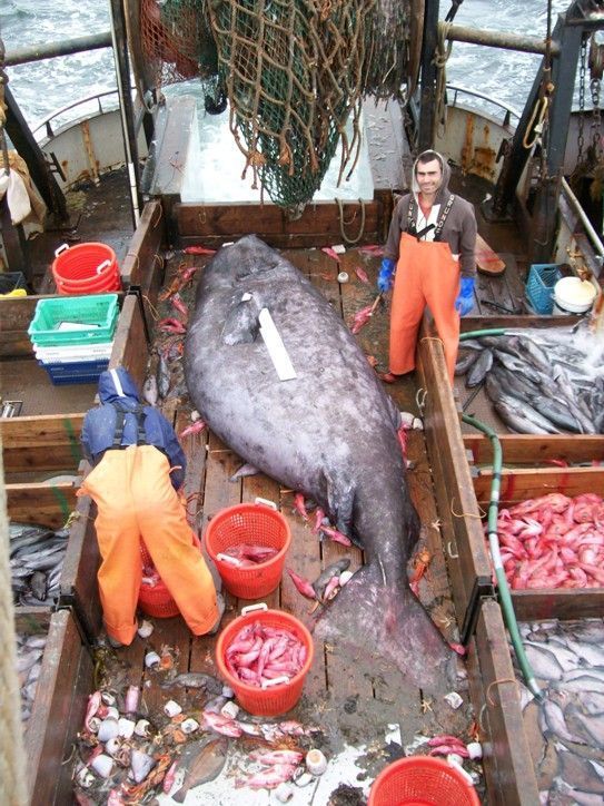 Unusual catch (3 pics) Unusual catch (3 pics)