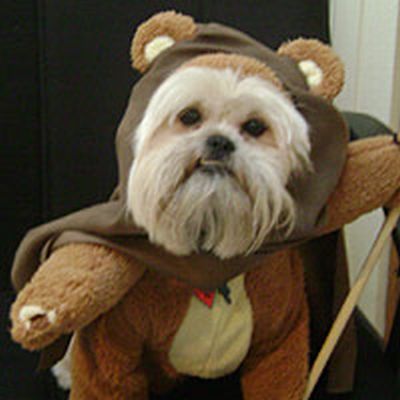 Dogs wearing Star Wars costumes (24 pics)