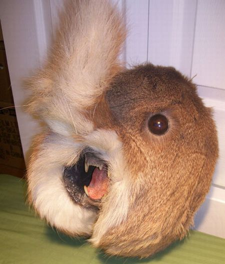 When taxidermy goes wrong (36 pics)
