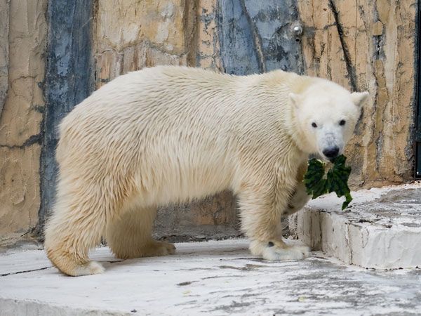 Polar bear and a watermelon (12 pics)