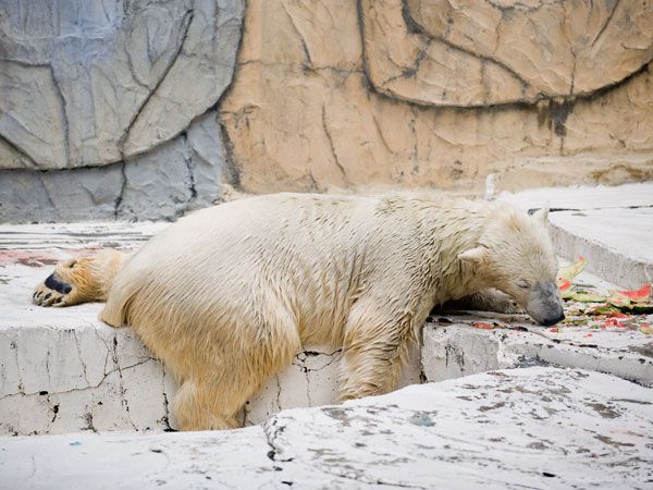 Polar bear and a watermelon (12 pics)