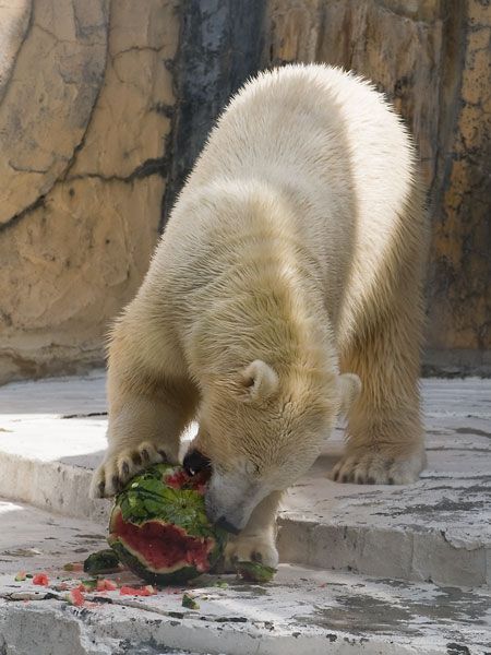 Polar bear and a watermelon (12 pics)