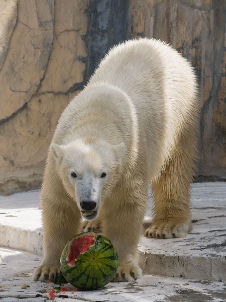 Polar bear and a watermelon (12 pics)