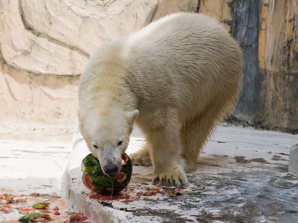 Polar bear and a watermelon (12 pics)