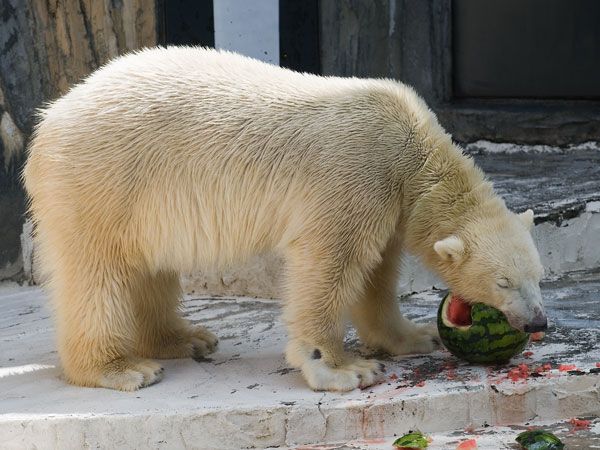 Polar bear and a watermelon (12 pics)