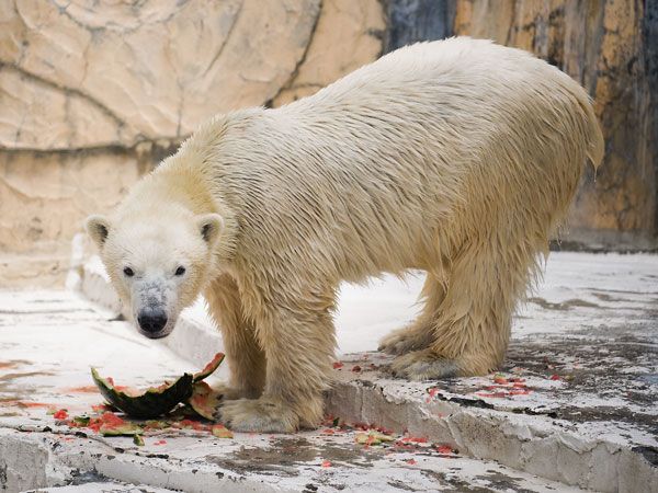 Polar bear and a watermelon (12 pics)