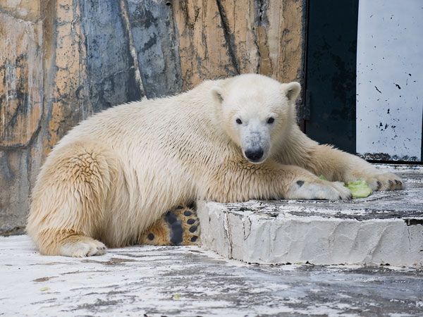Polar bear and a watermelon (12 pics)