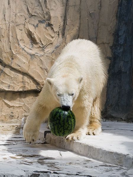 Polar bear and a watermelon (12 pics)