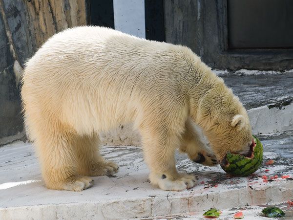 Polar bear and a watermelon (12 pics)