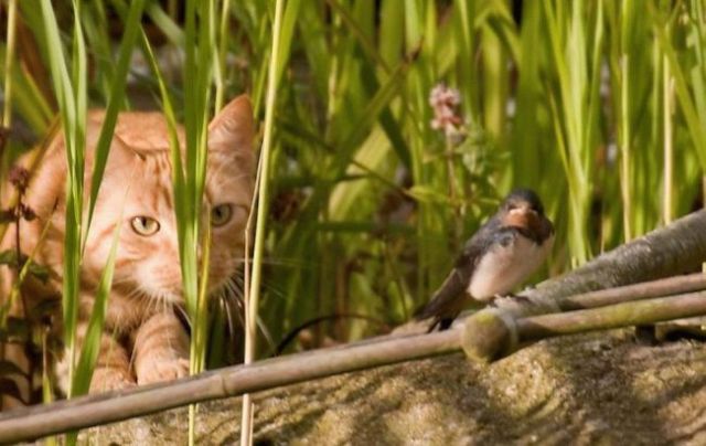 Fierce predators (15 pics)