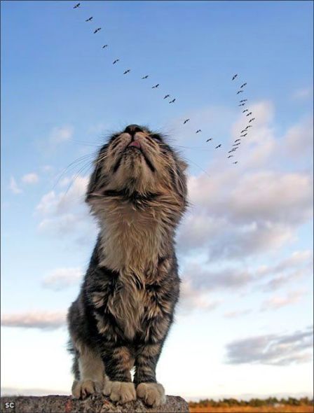 Fierce predators (15 pics)