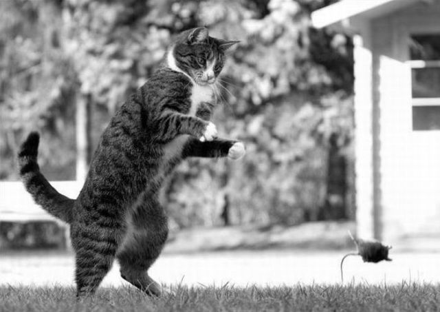 Fierce predators (15 pics)