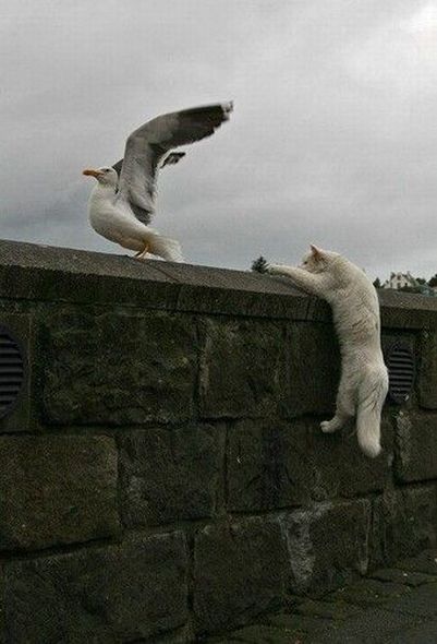 Fierce predators (15 pics)