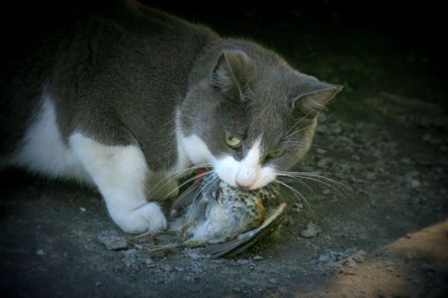 Fierce predators (15 pics)