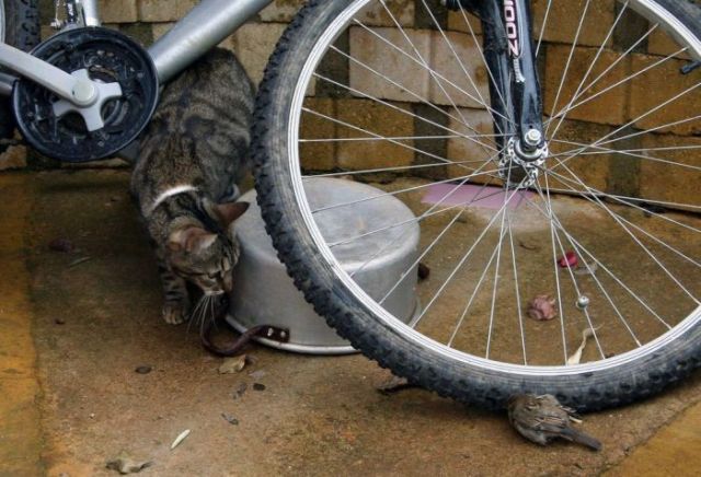 Fierce predators (15 pics)