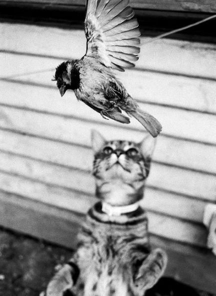 Fierce predators (15 pics)