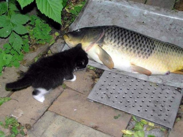 Fierce predators (15 pics)