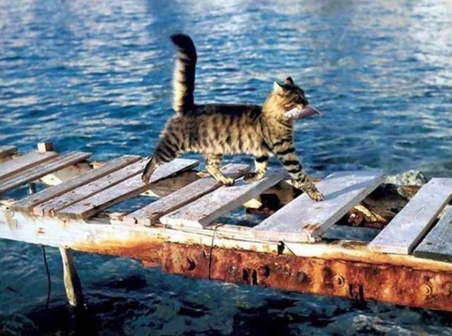 Fierce predators (15 pics)