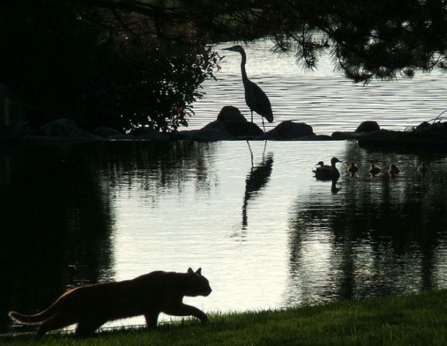 Fierce predators (15 pics)