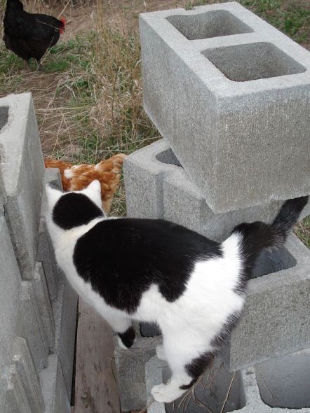 Fierce predators (15 pics)