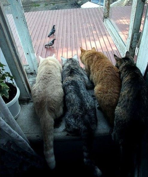 Fierce predators (15 pics)