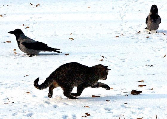 Fierce predators (15 pics)