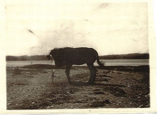 Bir Katırı Dinamitle Patlatıp Fotoğraflamak