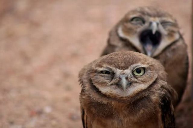http://izismile.com/img/img2/20091006/animals_146_18.jpg http://izismile.com/img/img2/20091006/animals_146_18.jpg