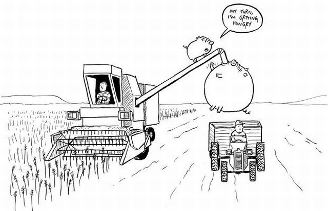 Selfish Pigs (17 pics)