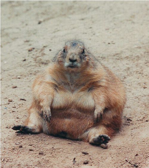 Daily picdump (98 pics)