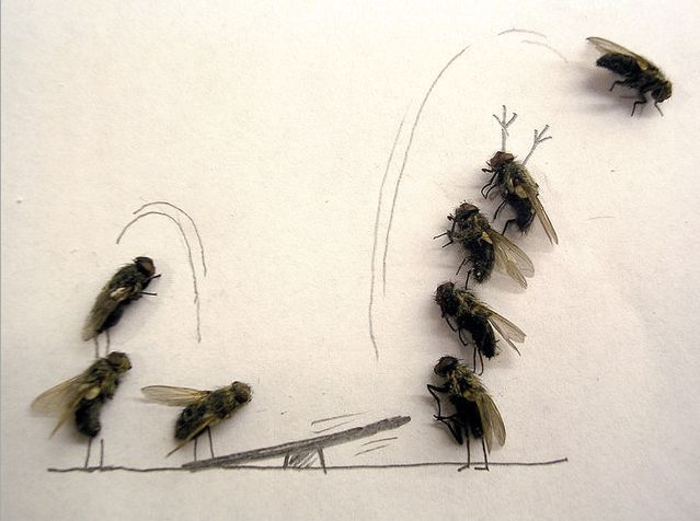 Humor with dead flies! (15 pics)