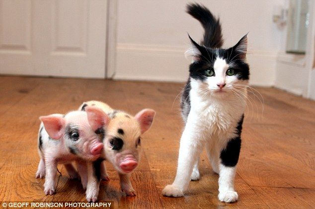 Cute micro-pigs for up to £700 - the latest pet craze (8 pics + 1 video)