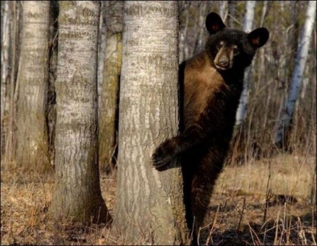 Hey guys, do you have some honey? )) (27 pics + 2 video)