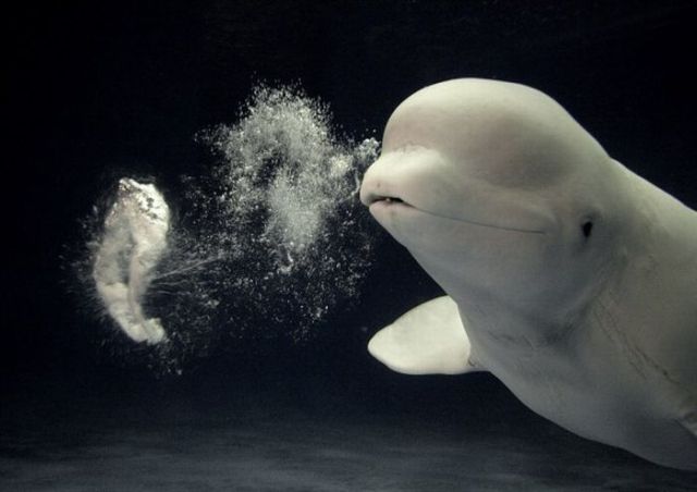Beluga whales blowing bubbles (5 pics)