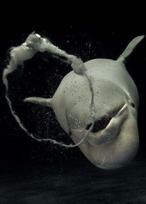 Beluga whales blowing bubbles (5 pics)