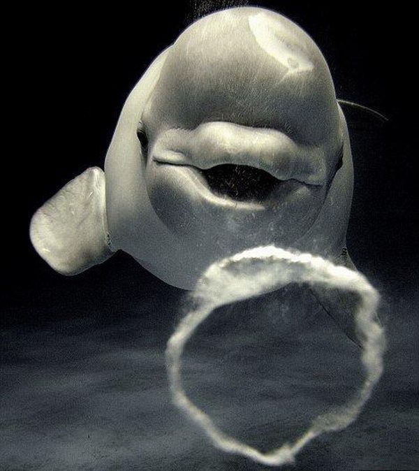 Beluga whales blowing bubbles (5 pics)