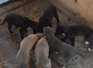gifko_08.gif