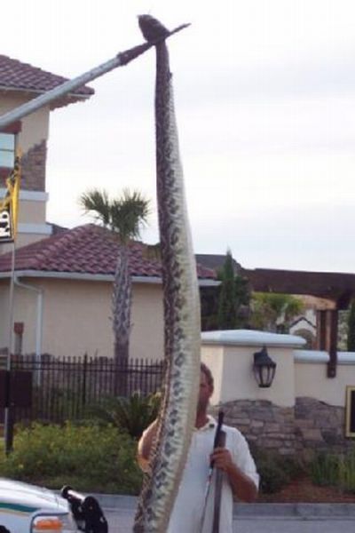 The giant reptile (3 pics)