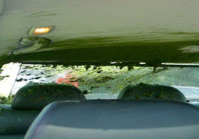 WTF is this shitty thing in and on the car? (7 pics)