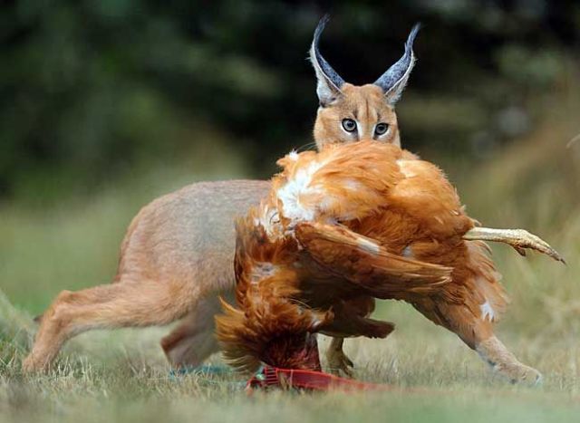 Daily picdump (130 pics)