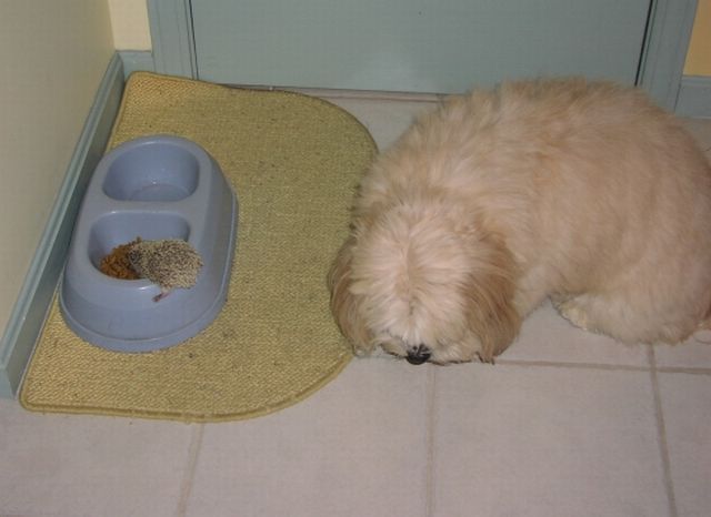 Food tester - quite dangerous job (4 pics)