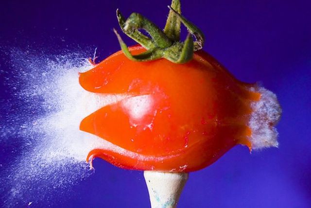 Incredible High-Speed photography by Alan Sailer (99 pics)