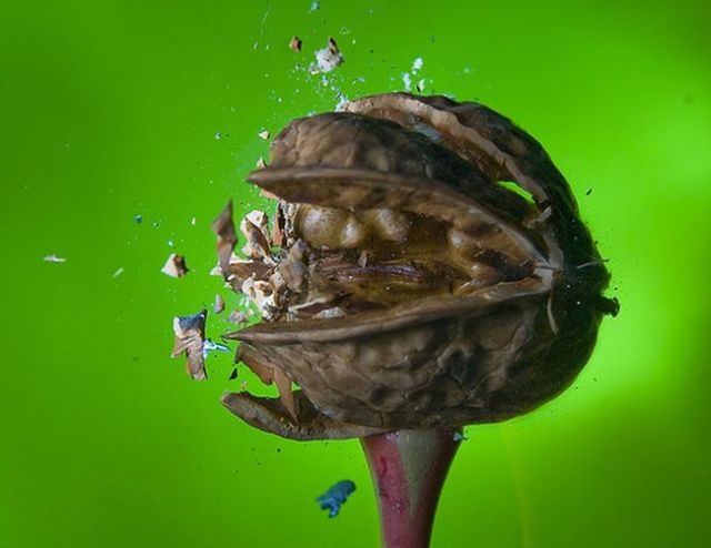 Incredible High-Speed photography by Alan Sailer (99 pics)