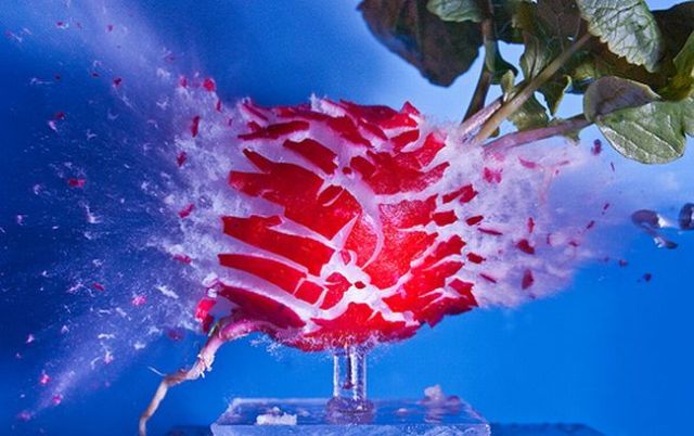 Incredible High-Speed photography by Alan Sailer (99 pics)