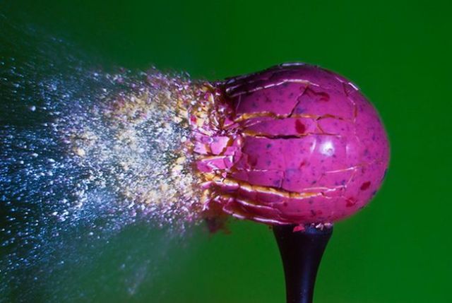 Incredible High-Speed photography by Alan Sailer (99 pics)