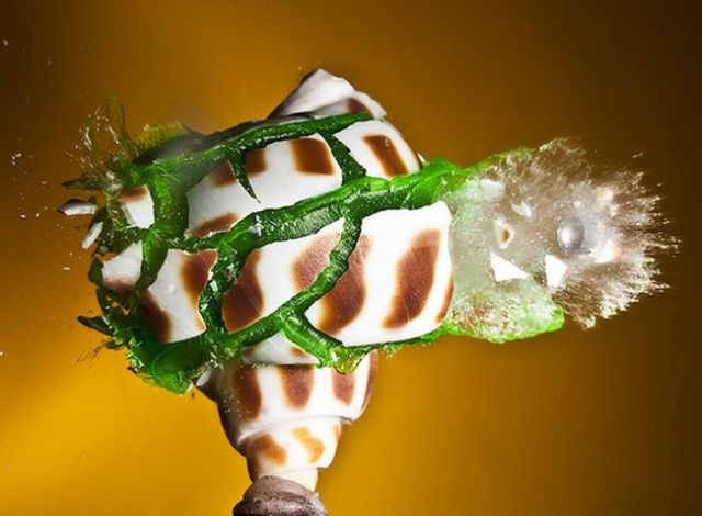 Incredible High-Speed photography by Alan Sailer (99 pics)