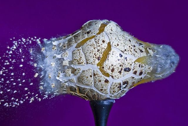 Incredible High-Speed photography by Alan Sailer (99 pics)