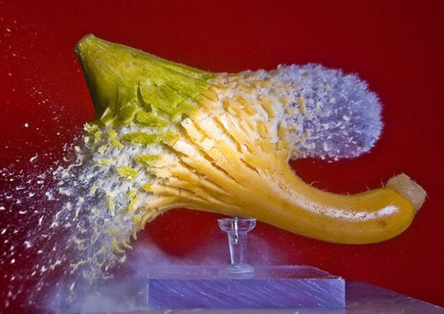 Incredible High-Speed photography by Alan Sailer (99 pics)