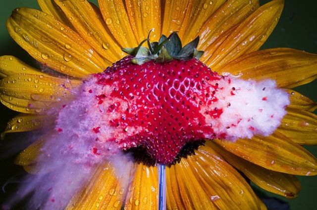 Incredible High-Speed photography by Alan Sailer (99 pics)